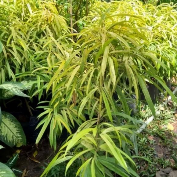 

beringin keraton tanaman