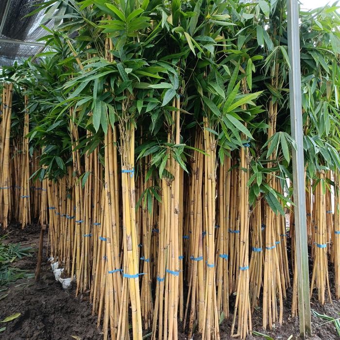 pohon bambu kuning /bambu pagar
