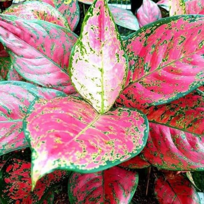 Jlterang Pupuk Booster Aglonema Pelebat Dan Percantik Daun Terbaik 250Gr Bunga Tanaman