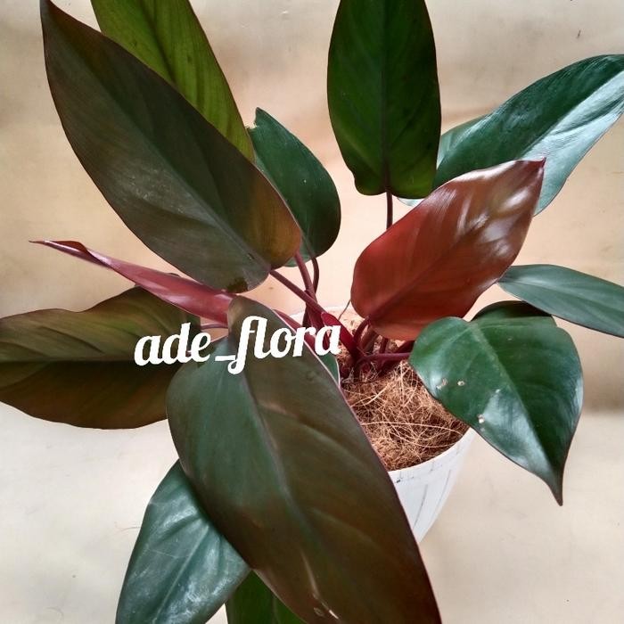 tanaman hias Philodendron imperial red cardinal/Philo daklot