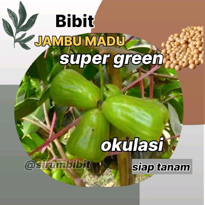Bibit Jambu Air Madu Super Green Premium Hasil Okulasi - Benih Tanaman