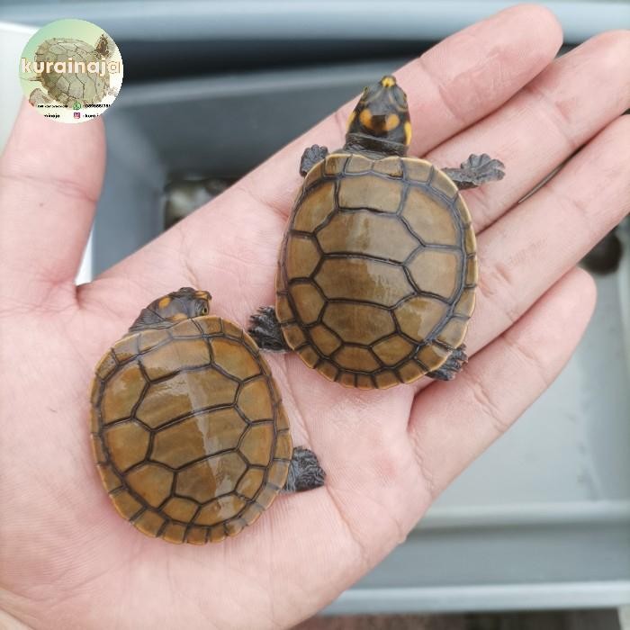 Pilihan- Hiasan Box - Unifilis