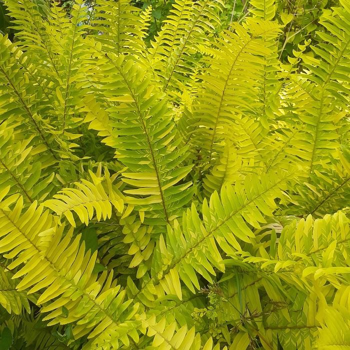 Bibit Tanaman Pakis Boston Golden Varigata