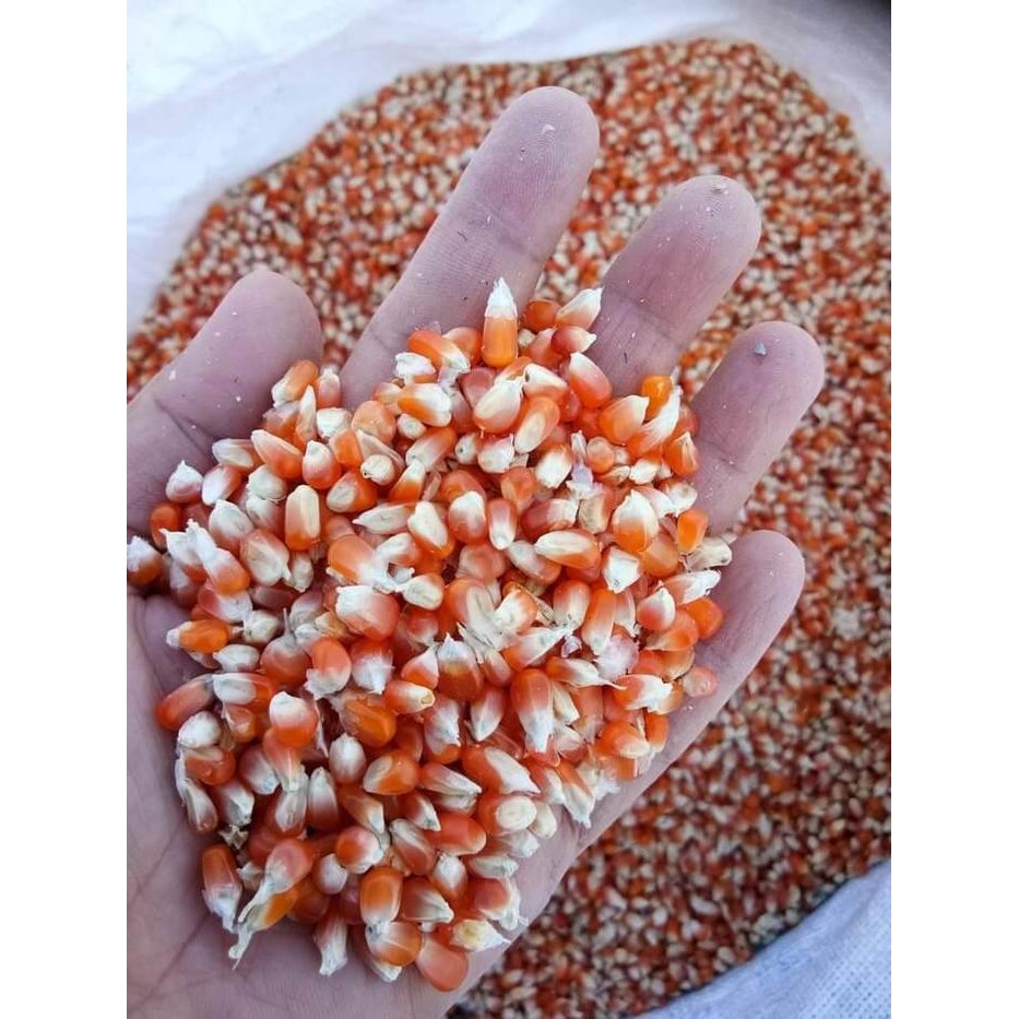 6yfd- Jagung Kristal Karungan 25 Kg / Jagung Crystal 1 Karung