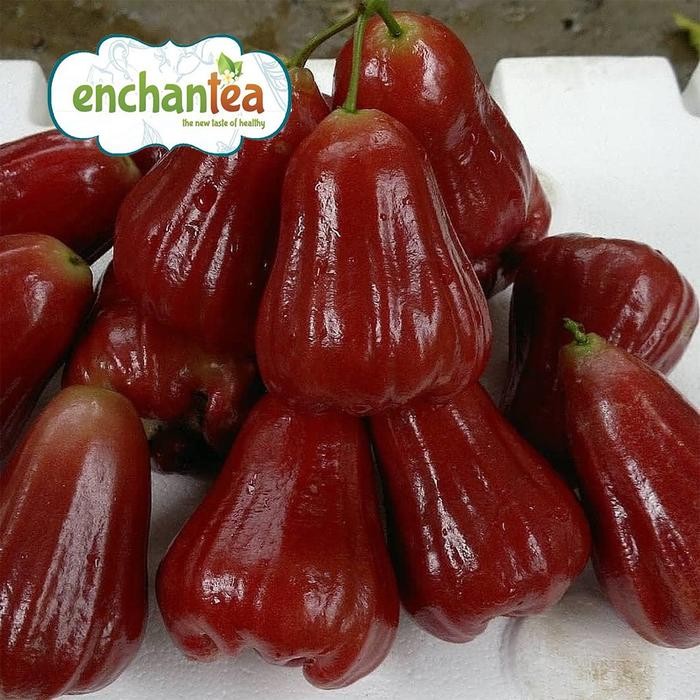 Eat77- Jambu Air Cincalo Citra 1 Kg - Buah Lokal