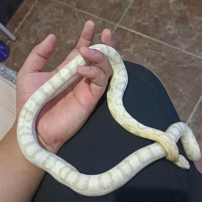 Corn Snake Snow White Murah