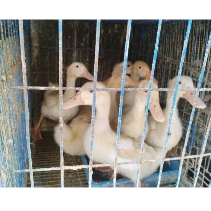 Ready Terlaris Anak Bebek Peking Hidup [Umur 21-30 Hari] Dod Bebek Hybrida Bibit Bebek Peking