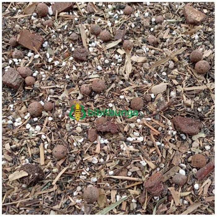 PROMO Media Tanam Tanpa Tanah Khusus Tanaman Aglaonema Aglonema Keladi Talas