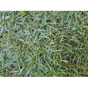 Rumput Jepang Rumput Peking/Jepang