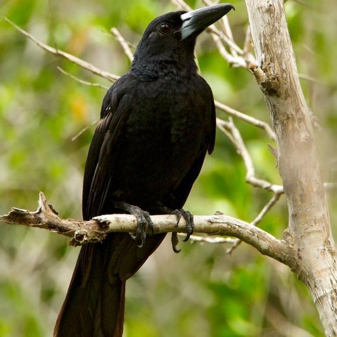 TERBARUUU burung jagal papua hitam bunyi pilihan