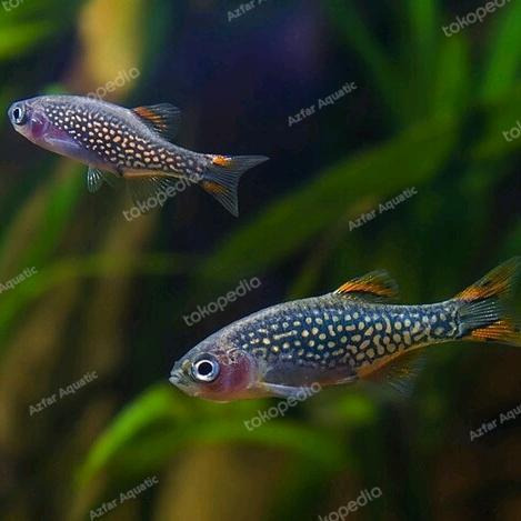 Vista - Paket 20 Rasbora Galaxy