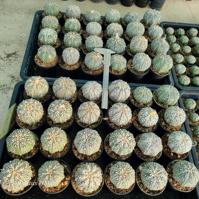 SM- Kaktus Astrophytum Super Kabuto Size Besar Tanaman Hias Plant Real Pict