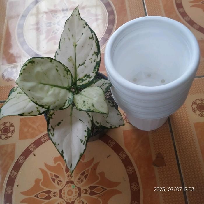 Jlterang Pot Yogap Putih Ukuran 13 ( Aglonema Gadis)