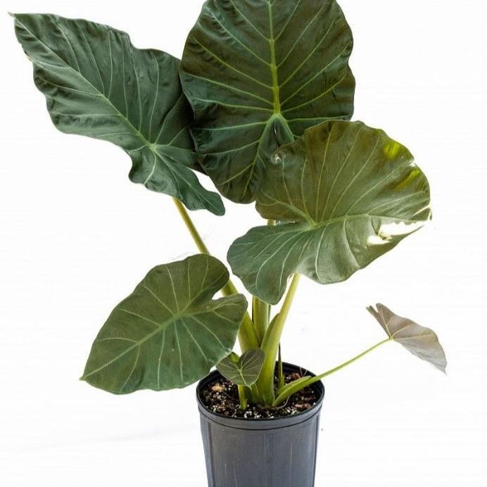 TERMURAH tanaman hias alocasia giant/tanaman hias senvar/sente var hias/tanaman