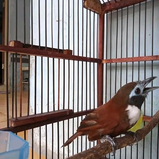Burung Tepus Kalung Putih Gacor