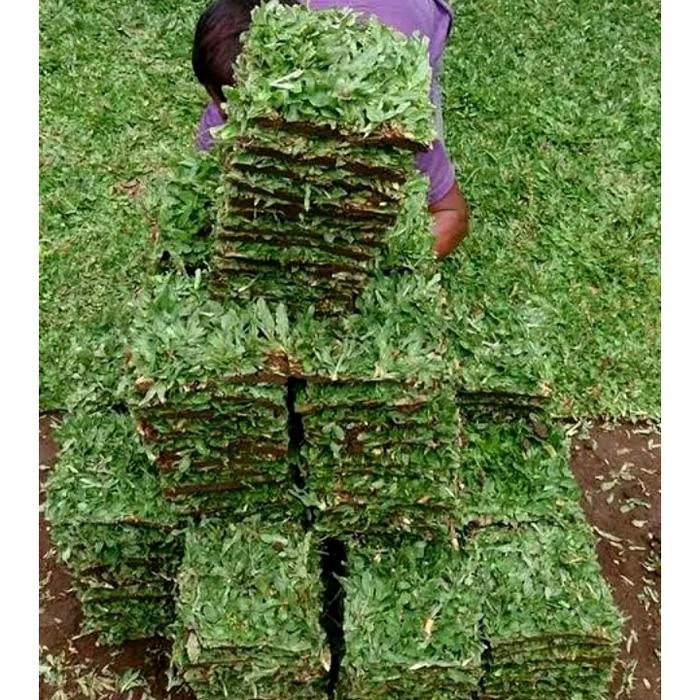Rumput gajah mini/1meter