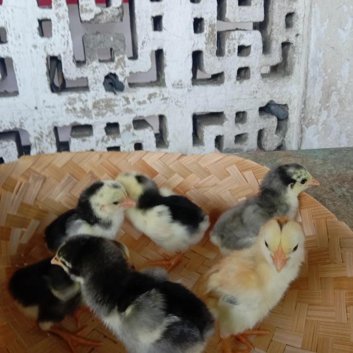 ANAKAN AYAM BANGKOK PAKHOY USIA 1BLN - 2BLN