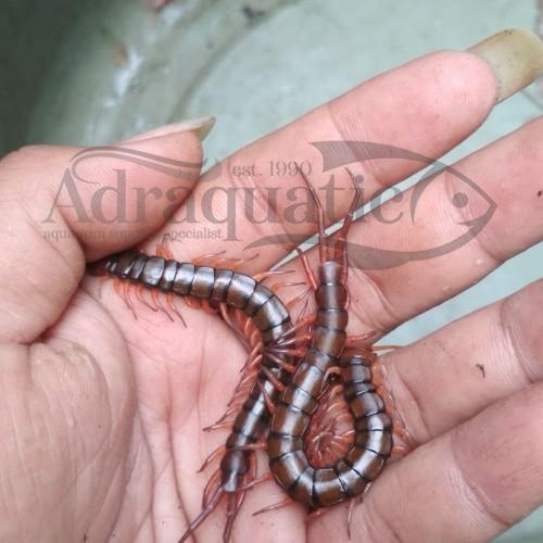 KELABANG HIDUP UNTUK PAKAN IKAN PREDATOR MAKANAN ARWANA LOUHAN PALMAS