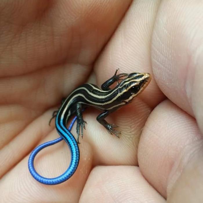 Ready Terlaris Blue Tail Skink / Kadal Ekor Biru Promo Murah