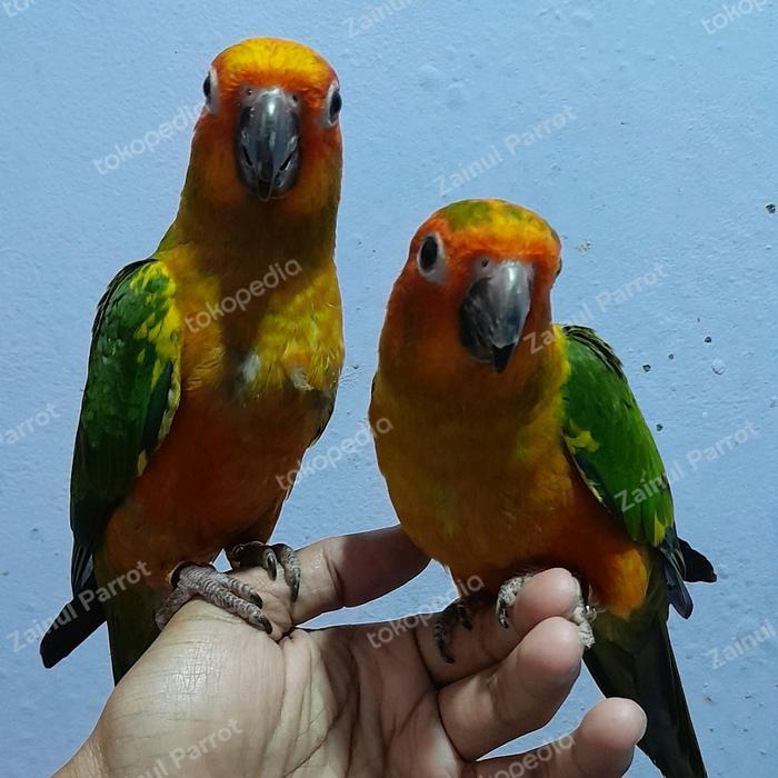 Jayus - Baby Sun Conure Sc