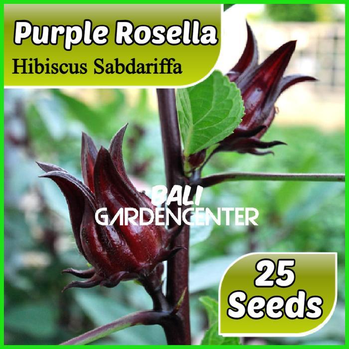 Benih Biji Rosella Ungu - Hibiscus Sabdariffa