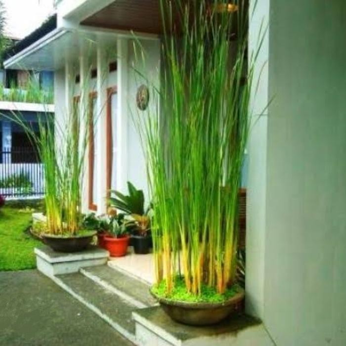 

Tanaman typha tanaman air Typha laxmannii, cattail yang anggun.