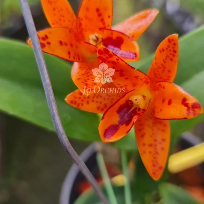 

Anggrek cattleya Species Auranthiaca Mishima spots
