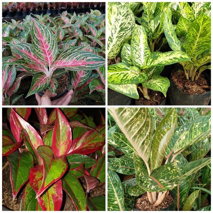 

Paket 4 Algonema Lipstik, donacarmen, butterflay, sparkle tanaman hias