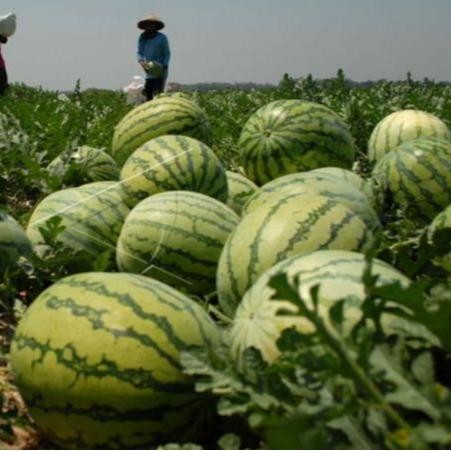 

Promo Pupuk Zpt Golstar 250Sc 250 Ml Nutrisi Tanaman Cepat Berbuah Cengkeh Pepaya Durian Mangga Sale