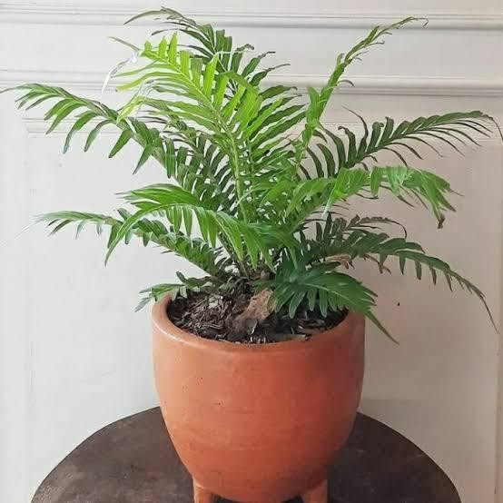 Stok Baru Tanaman Hias Pakis Cibung - Pohon Pakis Jibung / Tanaman Indoor Pakis