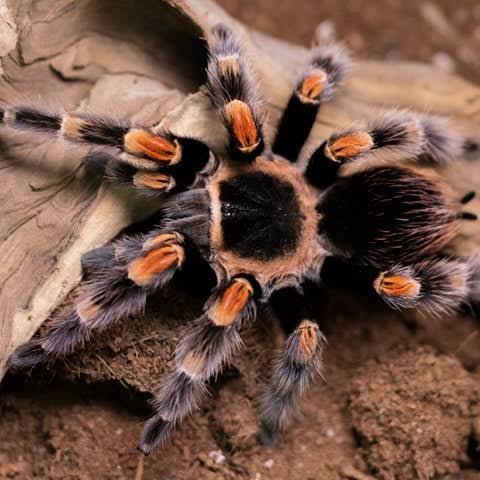 Brachypelma Hamorii Sling ( Mexican Redknee Tarantula )
