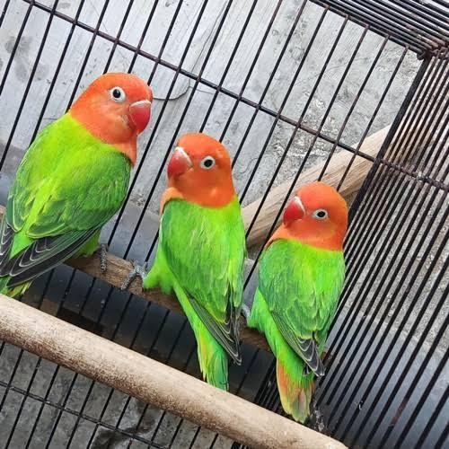 r352- Biola Green/Lovebird Biola