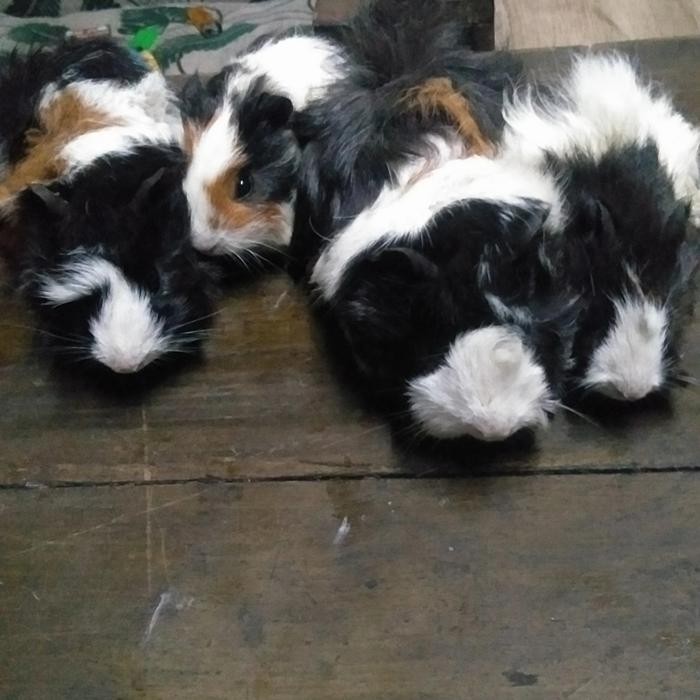 Terlaris marmut anggora/abisinian SALE