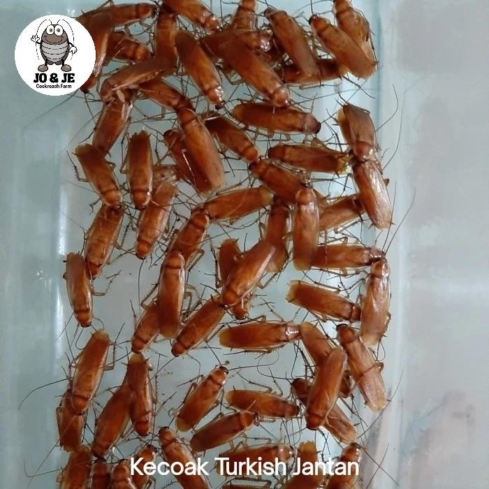 Paket Kecoa Turkish Jantan 100 Ekor Untuk Pakan Promo 