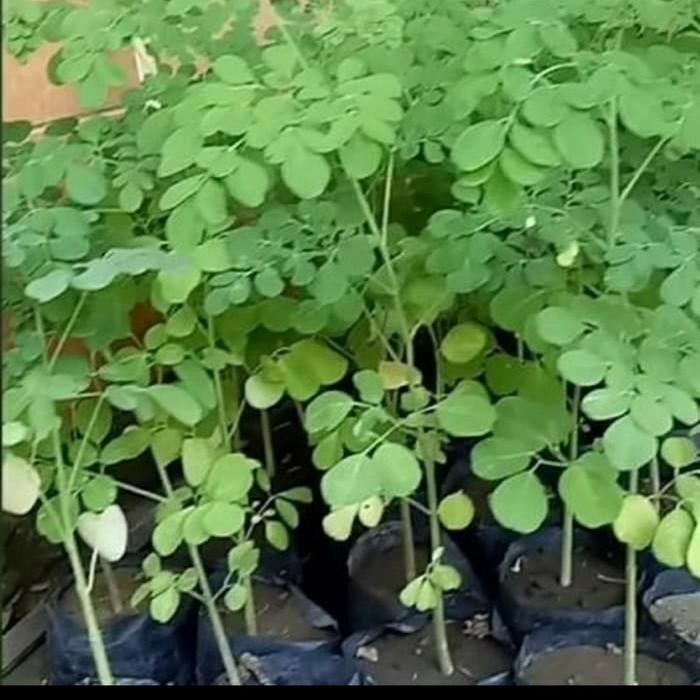 Bibit Kelor/ Bibit Pohon Kelor/ Bibit Daun Kelor Herbal