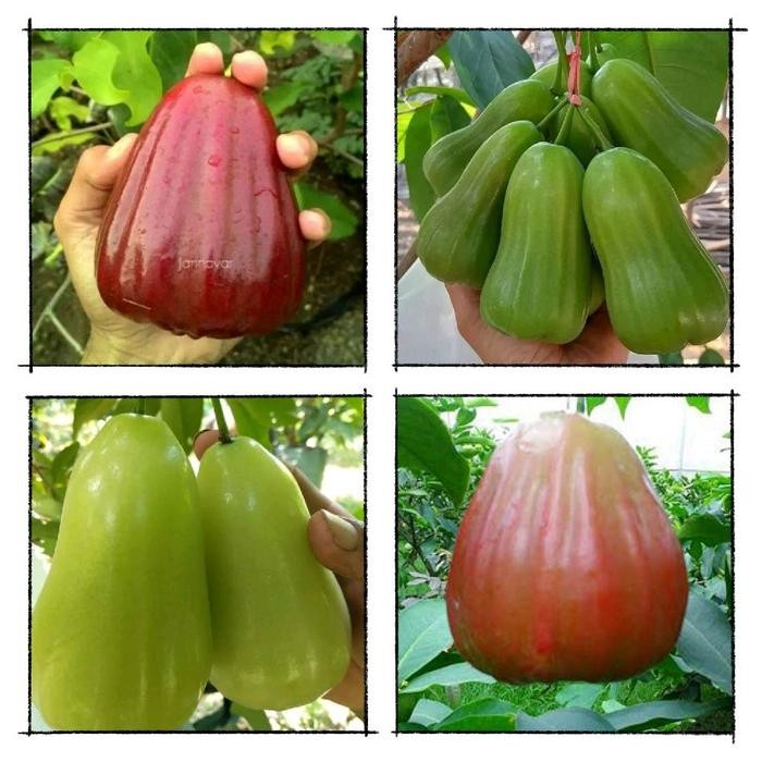 BIBIT JAMBU AIR RIMBUN Cepat Berbuah
