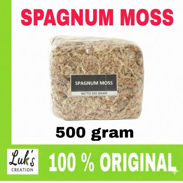 SPAGNUM MOSS PUTIH 500 GRAM- Spagnumm moss Chille - Spagnum moss premium media tanam anggrek