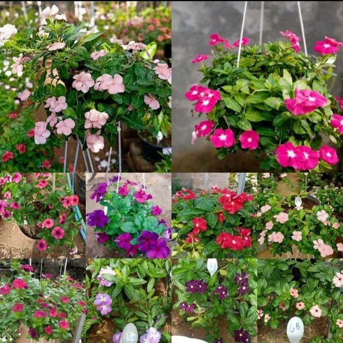 Bunga VINCA IMPORT BERBUNGA - Vinca Tapak Dara Import - Bunga Vinca Tanaman Bibit Gantung