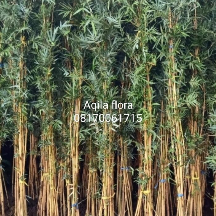 pohon bambu kuning mini/bambu klisik kuning/bambu pagar