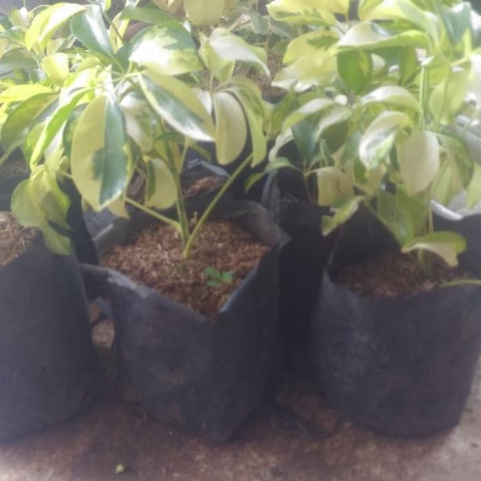 MURAH tanaman untuk pot walisongo daun lebar varigata