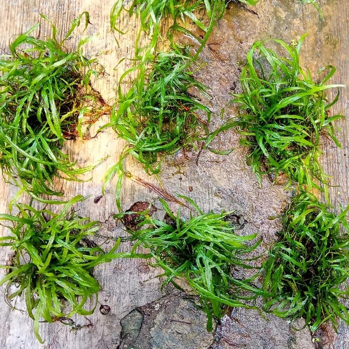 BERGARANSI kadaka mini trident treden triden