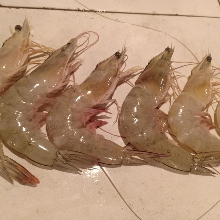 

Pilihan- Udang Paname Segar 500Gr