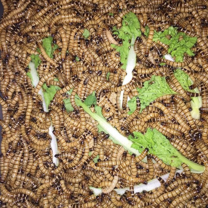 Pilihan- Ulat Jerman - Ulat Jerman Hidup 1 Kg - Ulat Jerman 1 Kg - Free Pisang