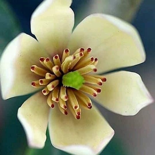 Pilihan- Tanaman Bunga Cempaka Mulya