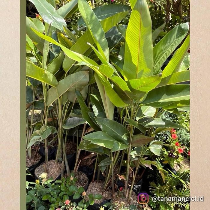 ID TANAMAN HIAS PISANG BALI BERBUAH REAL PICTURE TINGGI 1M