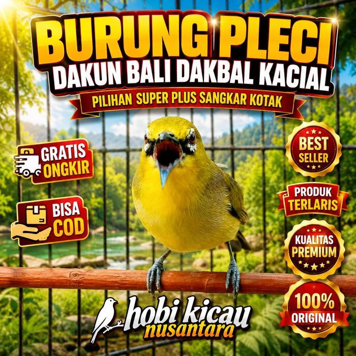 TERLARIS burung pleci dakbal dakun bali pilihan READY