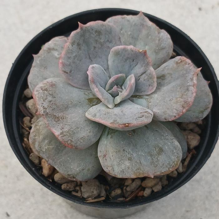 tanaman hias/sukulen echeveria lilacina monstrose