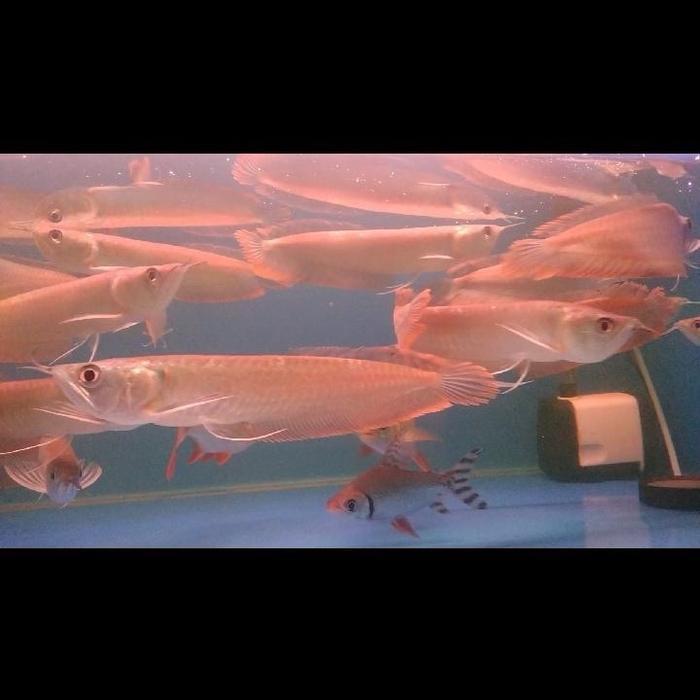 Arowana Silver Red Predator