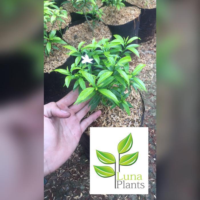 Tanaman Hias Rombusa Mini Golden - Rombusa kuning Grosir !!!