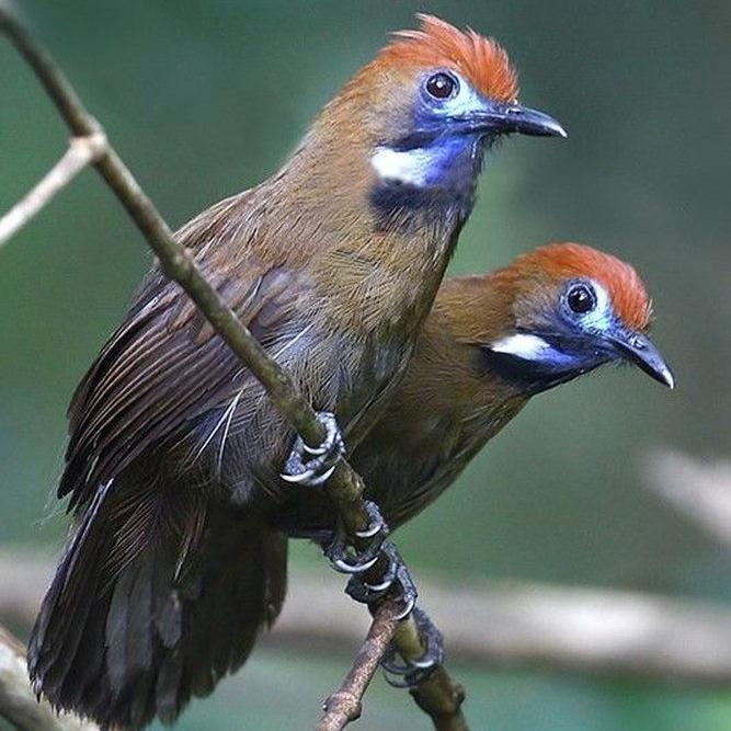 TERBARUUU burung tepus landak pilihan